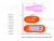 SB-8107 Orange/ Виброяичко с силиконовой насадкой SB-8107 Orange/ Виброяичко с силиконовой насадкой